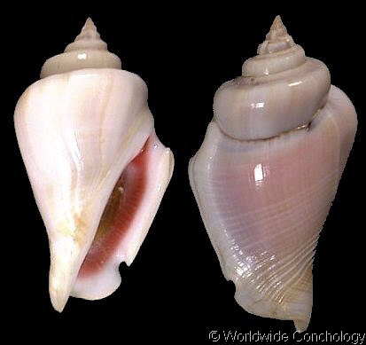 strombidae allochtones